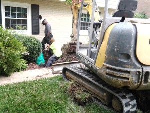 Sewer Line Replace - Remove Bush in Conflict